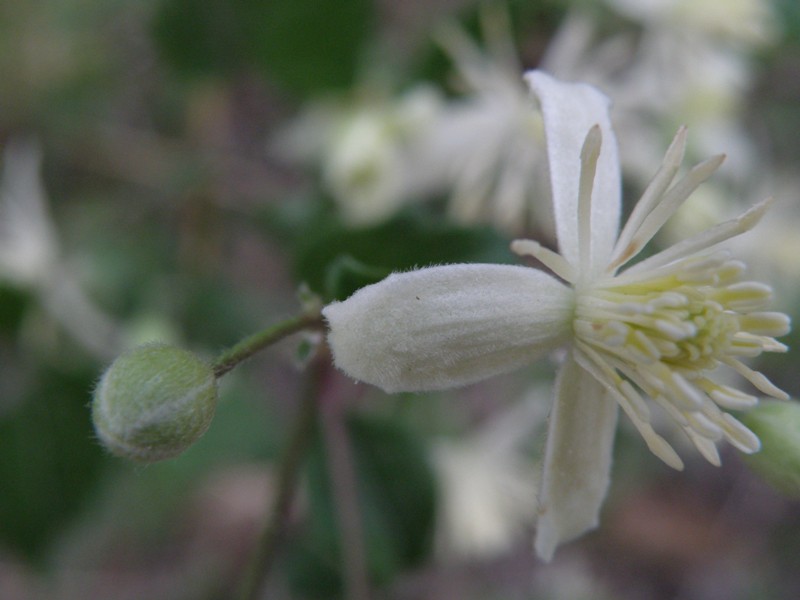 Clematis flammula (e C. vitalba)