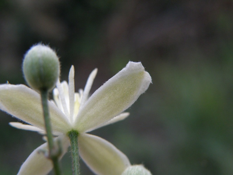 Clematis flammula (e C. vitalba)