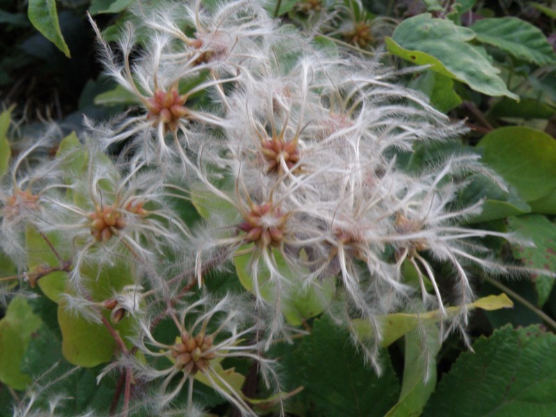 Clematis flammula (e C. vitalba)