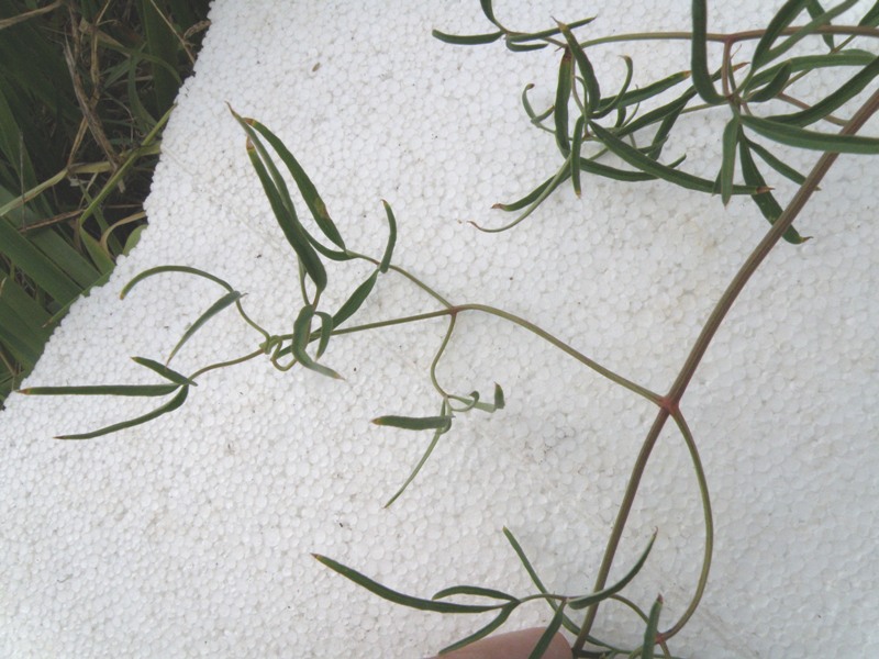 Clematis flammula (e C. vitalba)