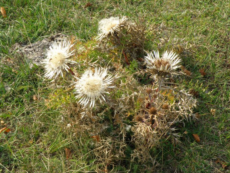 Monte San Vicino - Carlina acaulis  L. subsp. caulescens