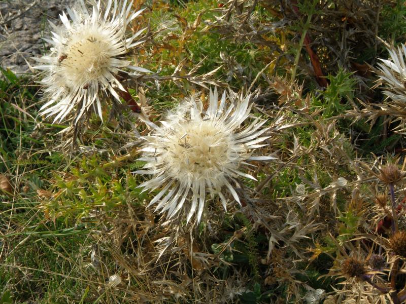 Monte San Vicino - Carlina acaulis  L. subsp. caulescens