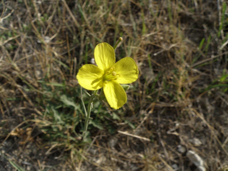 Diplotaxis tenuifolia