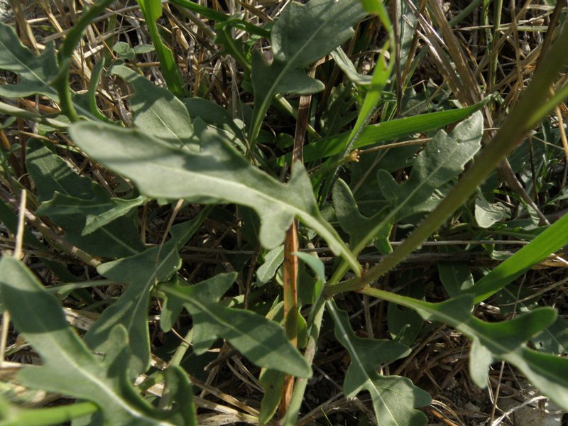 Diplotaxis tenuifolia