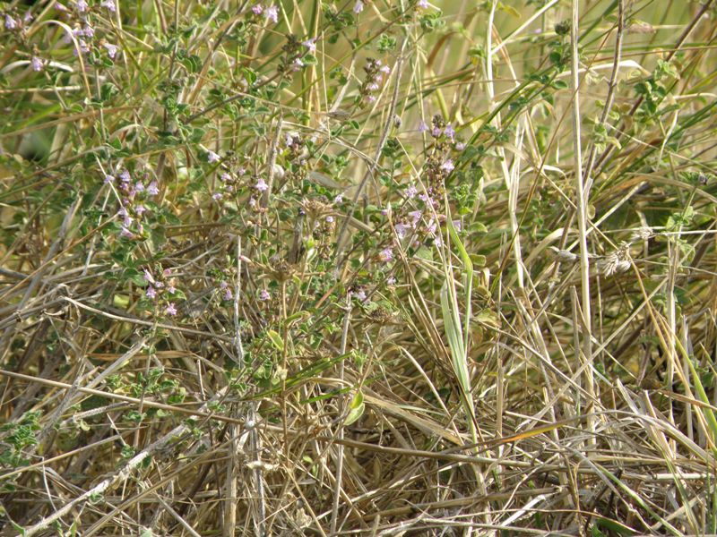 Clinopodium (=Calamintha) nepeta / Mentuccia comune, Nepitella