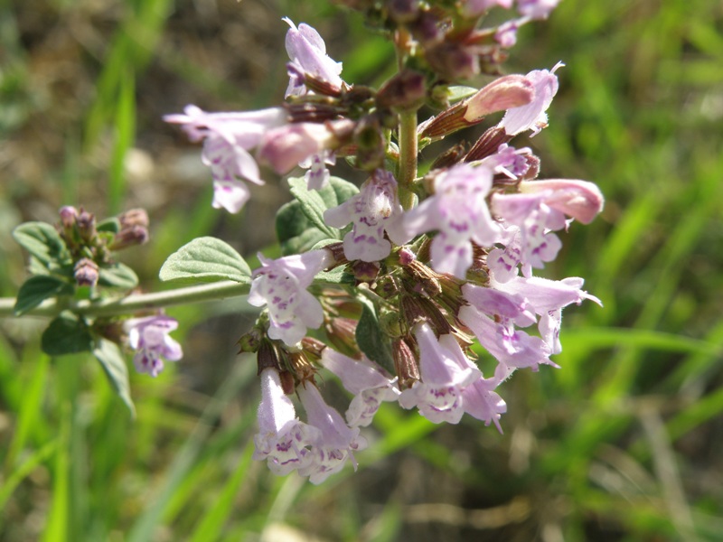 Clinopodium (=Calamintha) nepeta / Mentuccia comune, Nepitella