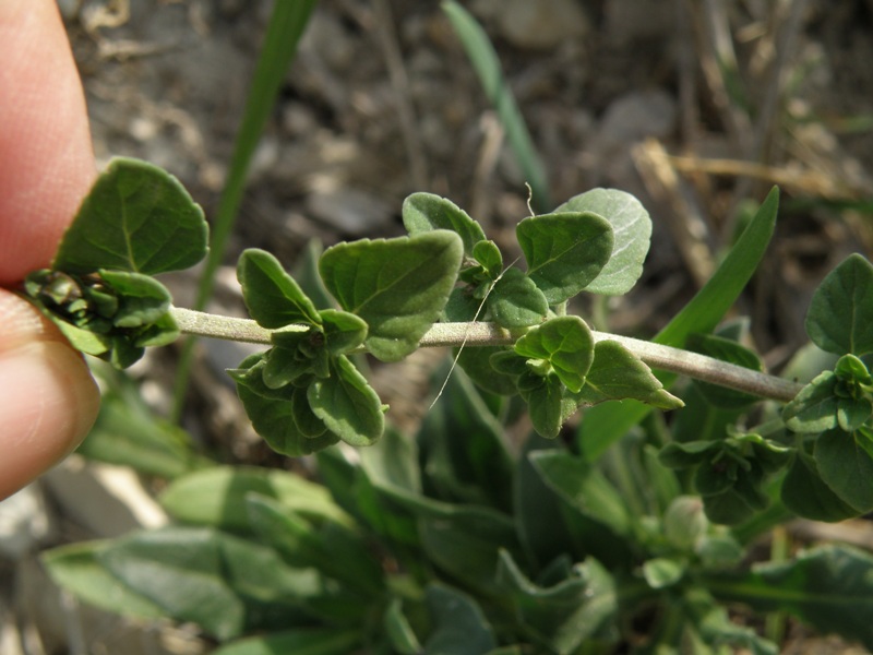 Clinopodium (=Calamintha) nepeta / Mentuccia comune, Nepitella