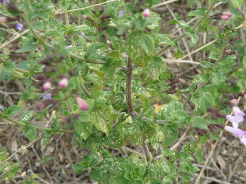 Clinopodium (=Calamintha) nepeta / Mentuccia comune, Nepitella