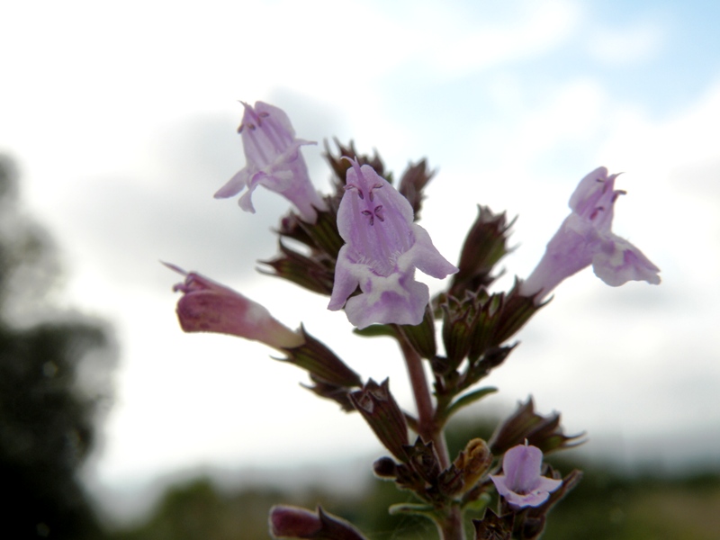 Clinopodium (=Calamintha) nepeta / Mentuccia comune, Nepitella