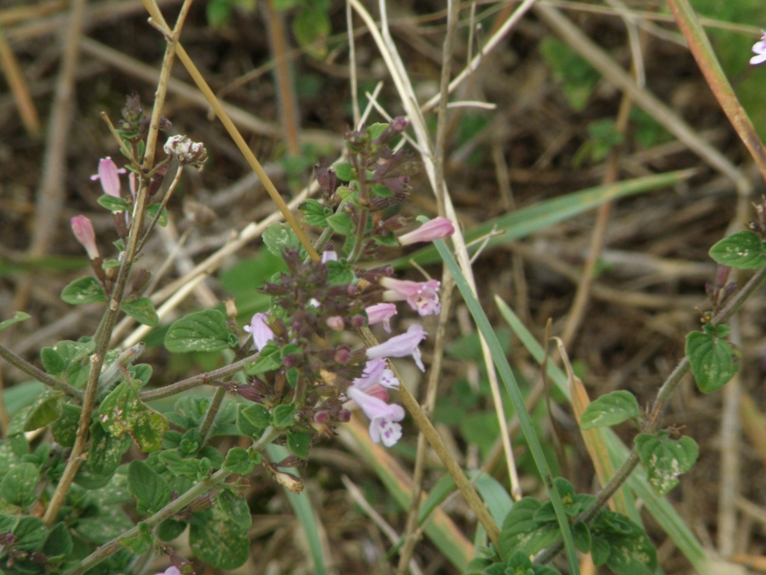 Clinopodium (=Calamintha) nepeta / Mentuccia comune, Nepitella