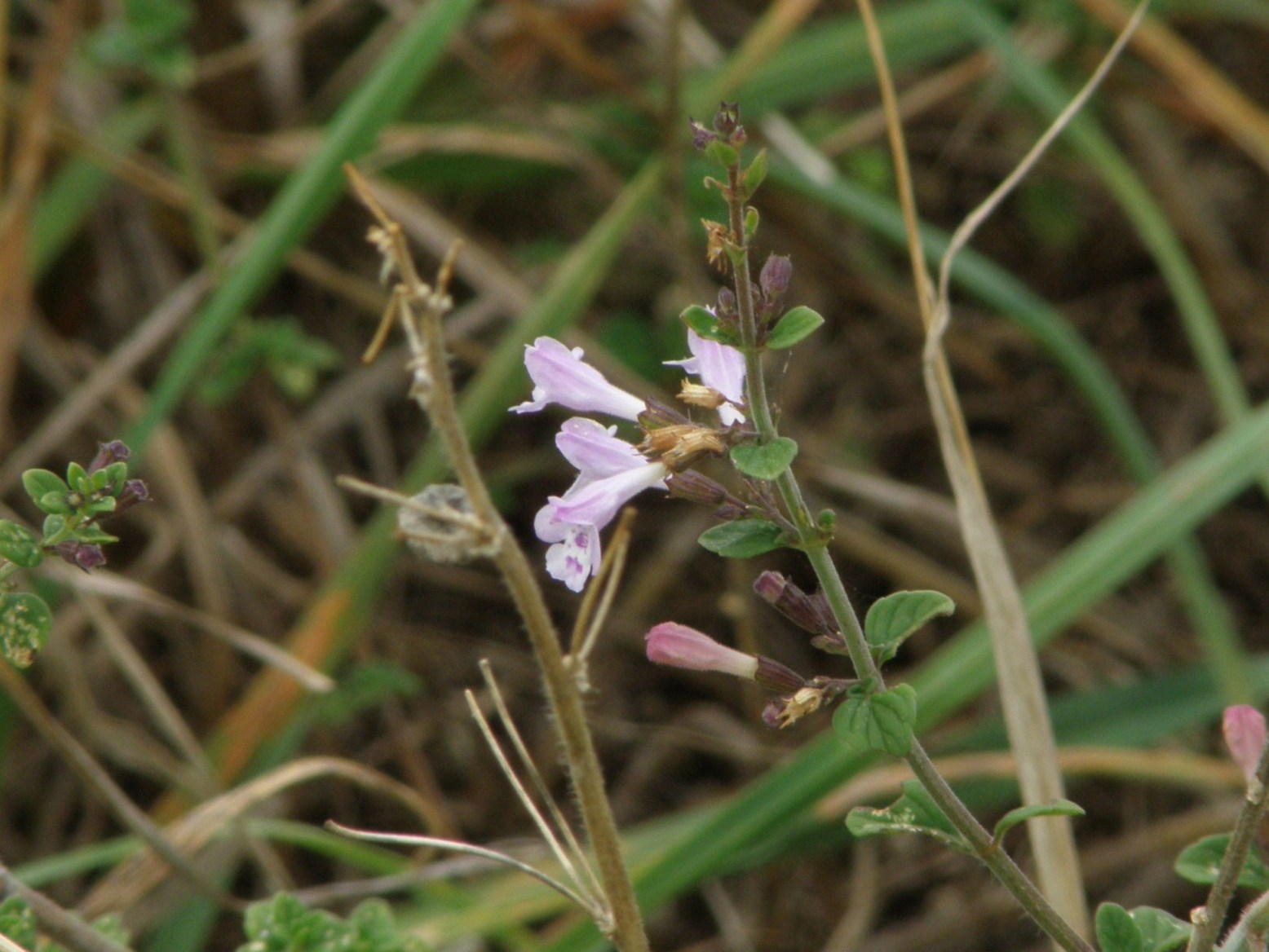 Clinopodium (=Calamintha) nepeta / Mentuccia comune, Nepitella