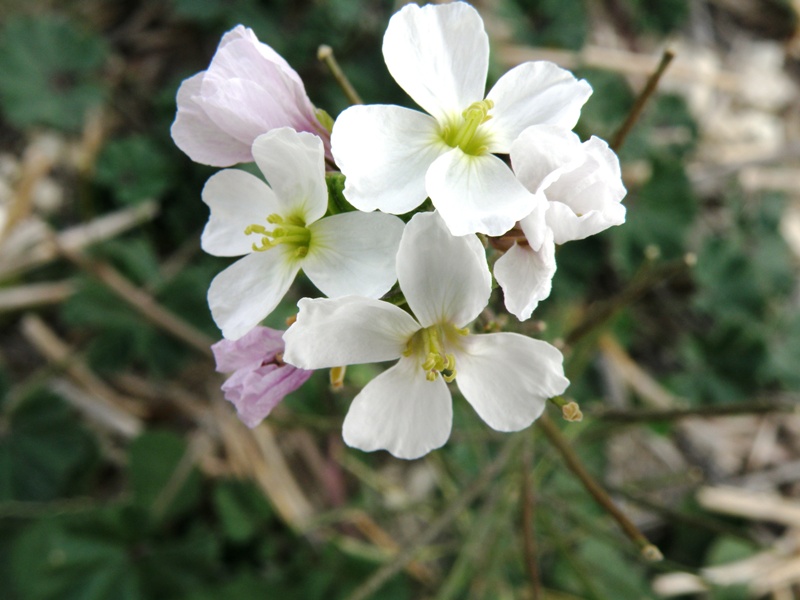 Brassicacea - Diplotaxis erucoides