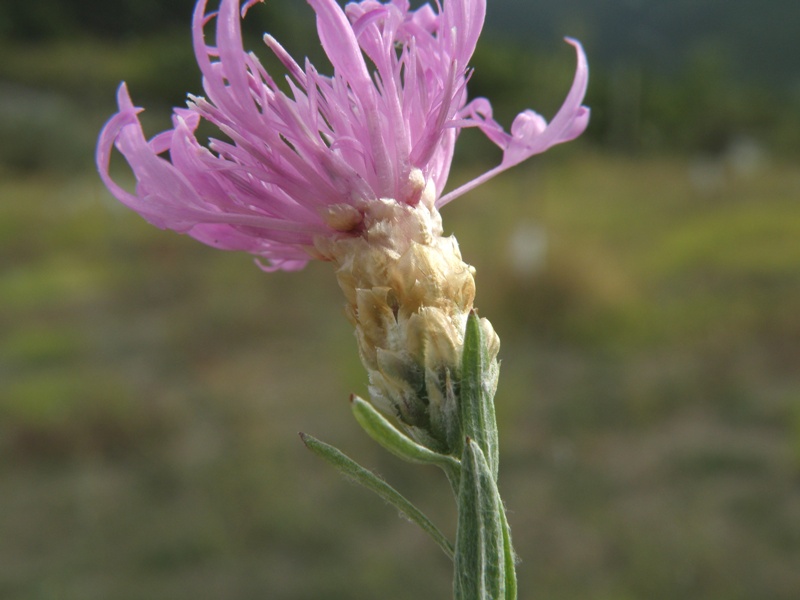 Centaurea jacea subsp. gaudinii  in .. bianco