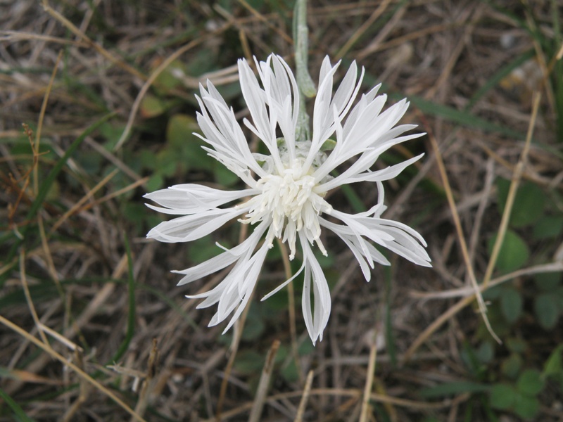 Centaurea jacea subsp. gaudinii  in .. bianco