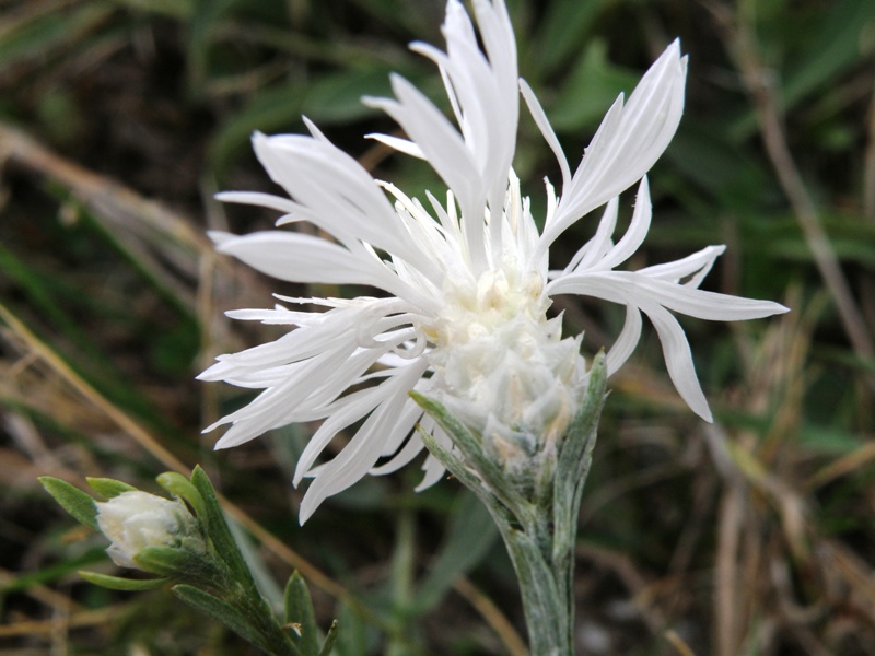 Centaurea jacea subsp. gaudinii  in .. bianco