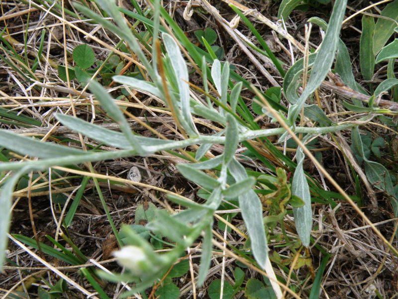 Centaurea jacea subsp. gaudinii  in .. bianco