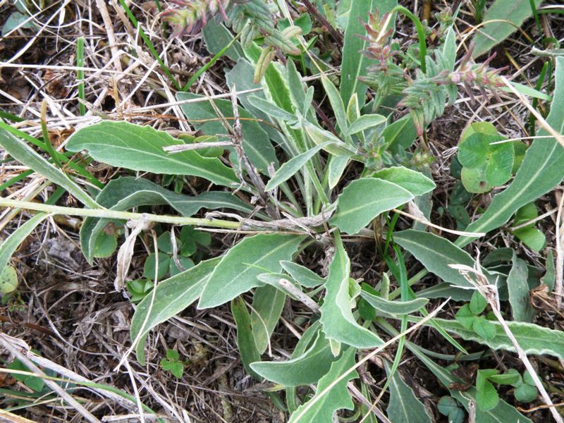 Centaurea jacea subsp. gaudinii  in .. bianco