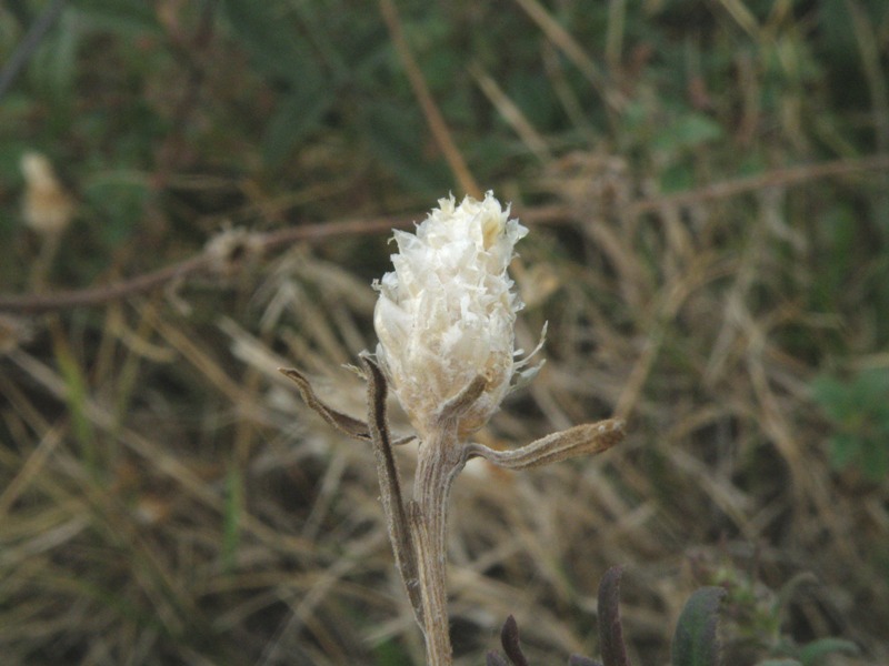 Centaurea jacea subsp. gaudinii  in .. bianco