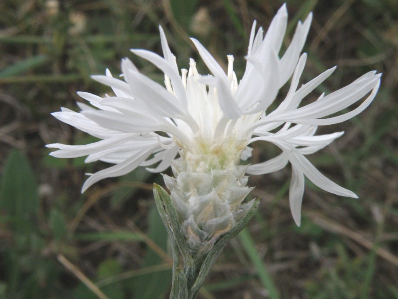 Centaurea jacea subsp. gaudinii  in .. bianco