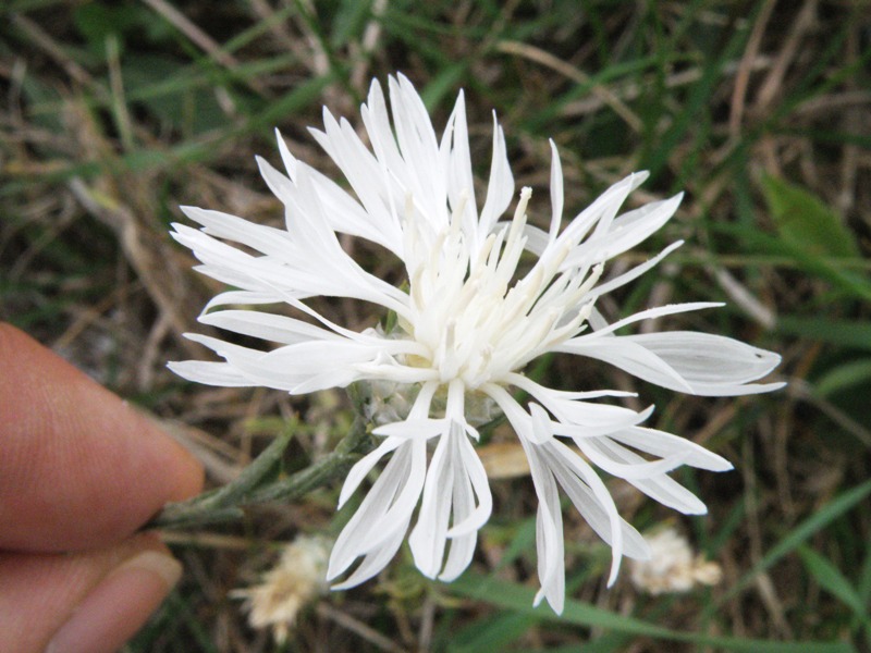 Centaurea jacea subsp. gaudinii  in .. bianco