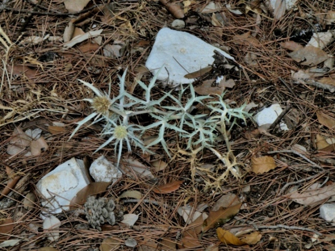 Eryngium sp.