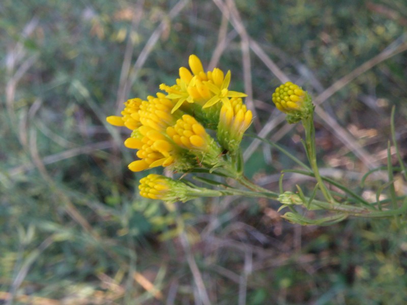 Galatella linosyris