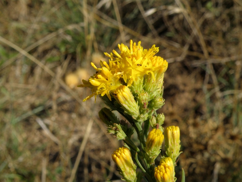 Galatella linosyris