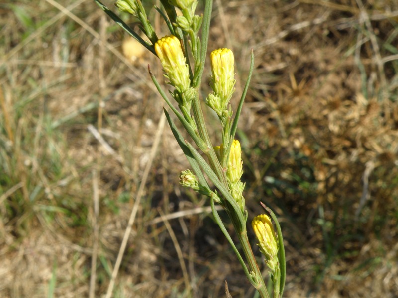 Galatella linosyris