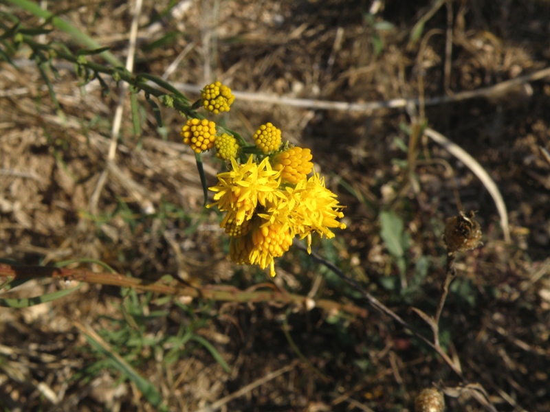 Galatella linosyris