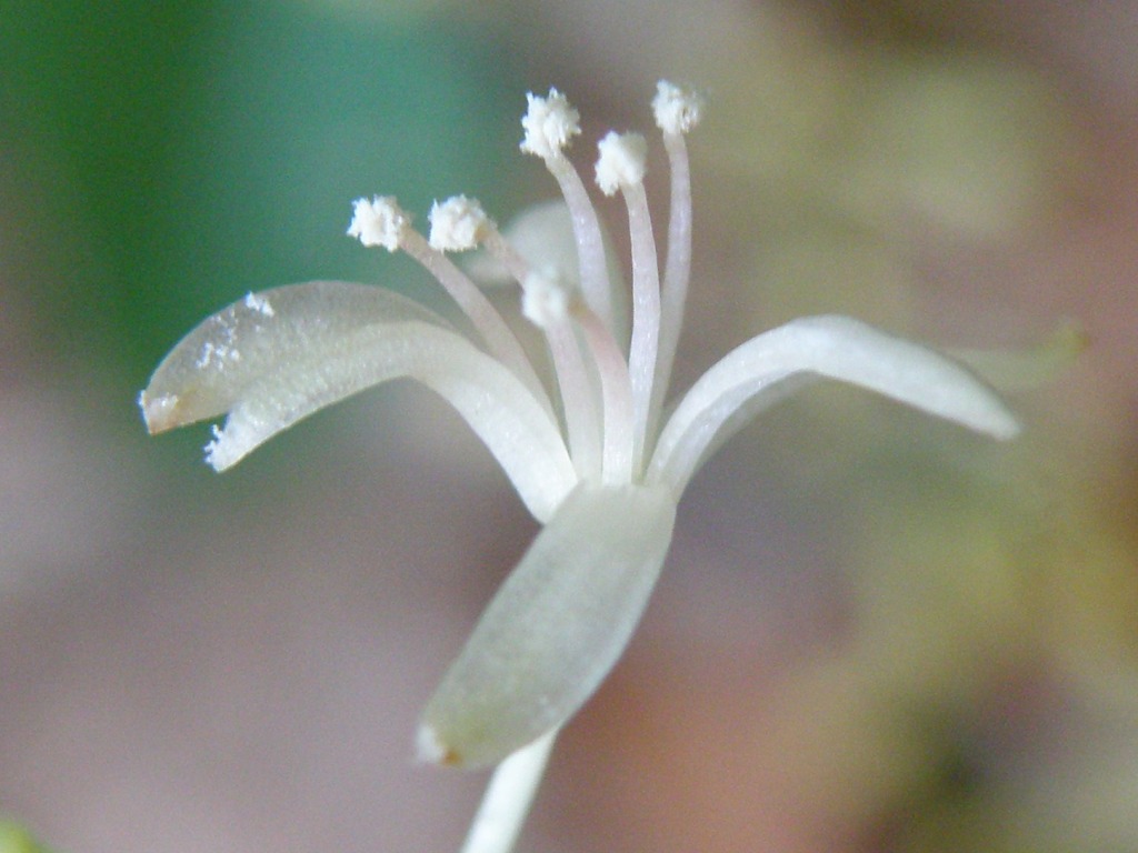 Punti di vista - Smilax aspera