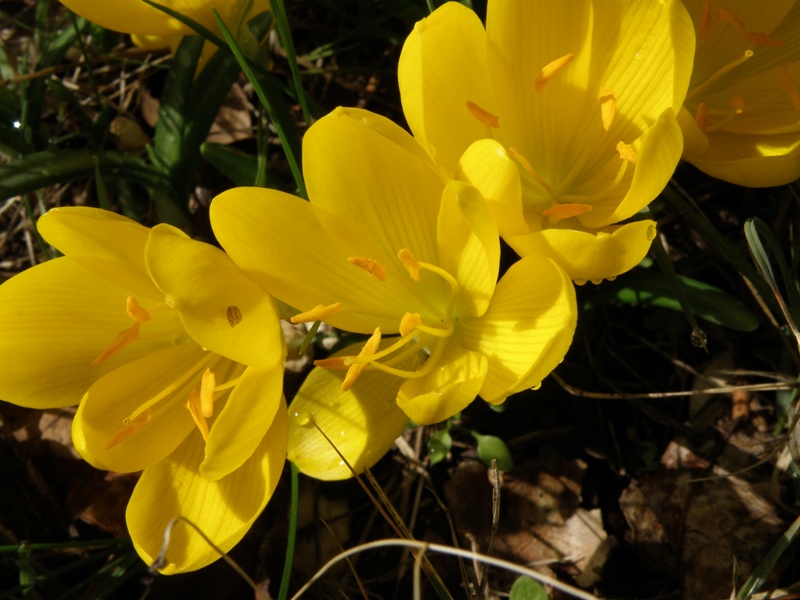 Sternbergia Lutea / Zafferanastro giallo