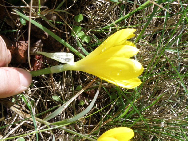 Sternbergia Lutea / Zafferanastro giallo