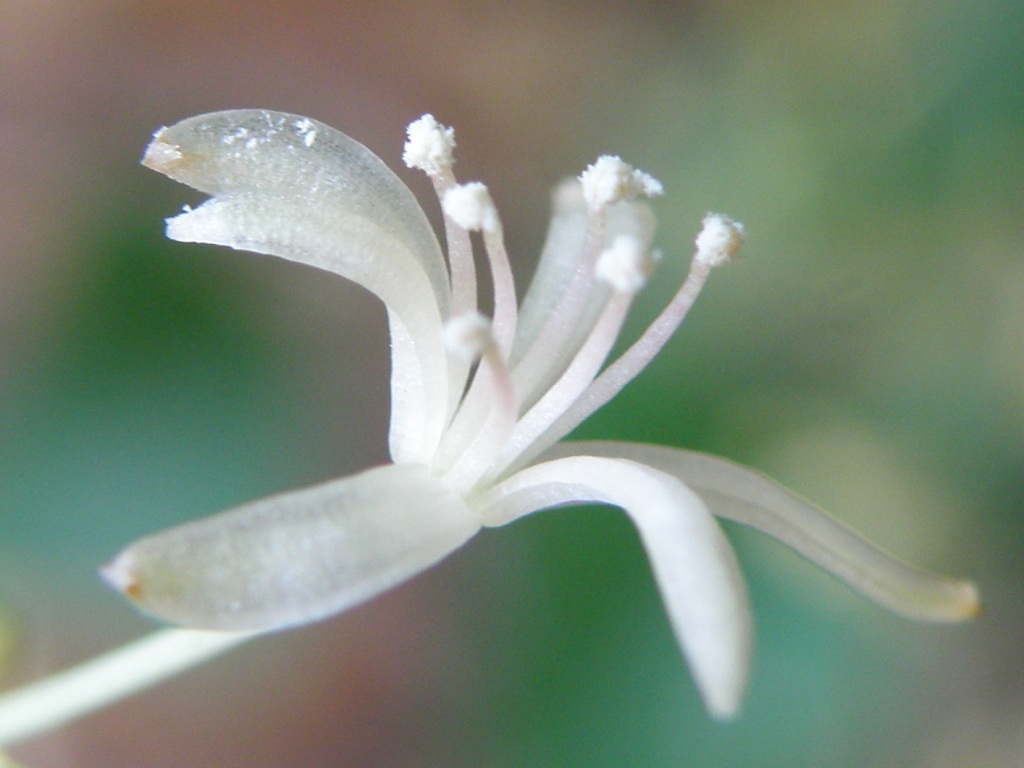 Punti di vista - Smilax aspera