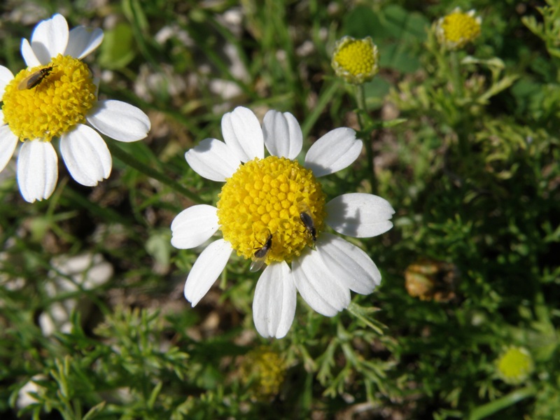 composita 1 - Anthemis sp.