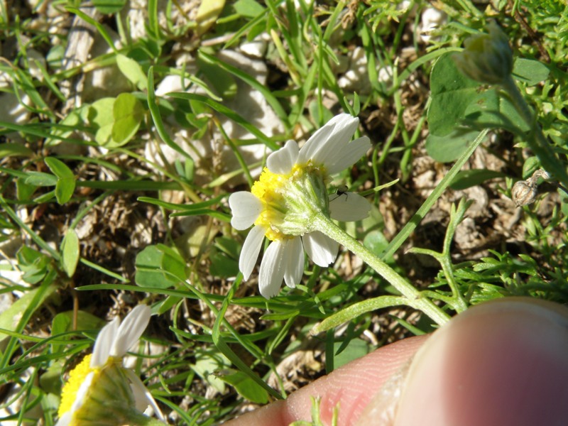 composita 1 - Anthemis sp.