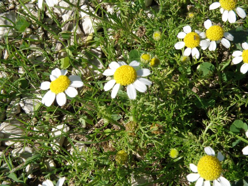 composita 1 - Anthemis sp.