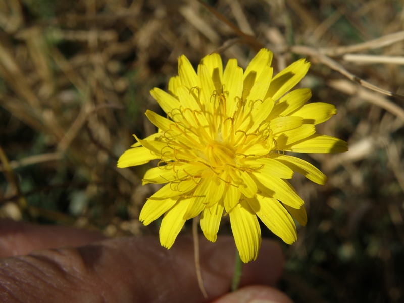 Reichardia picroides / Grattalingua comune