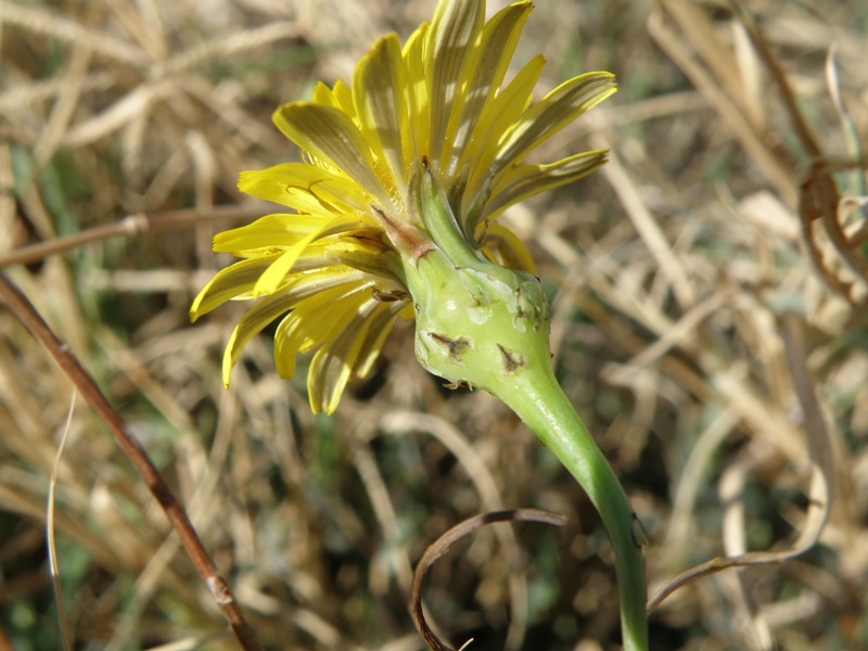 Reichardia picroides / Grattalingua comune