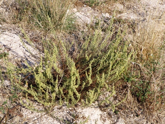 Artemisia alba