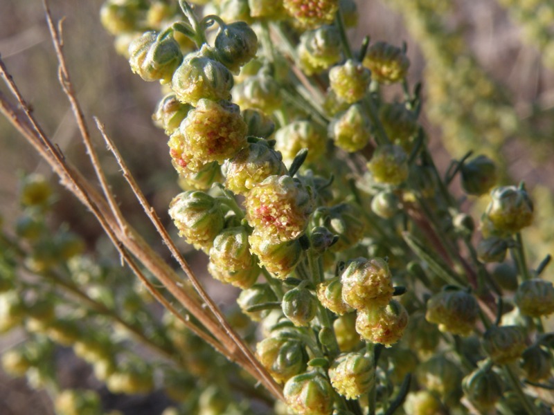 Artemisia alba