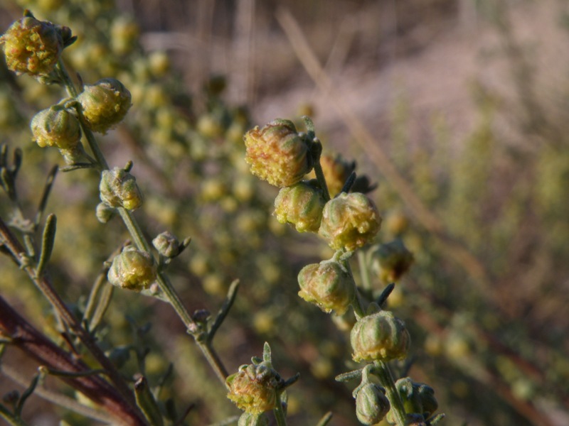 Artemisia alba