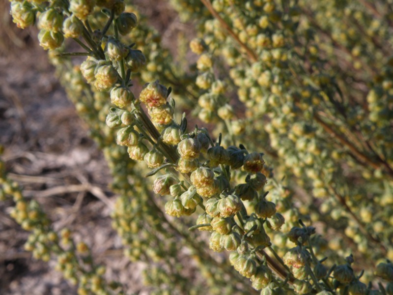 Artemisia alba