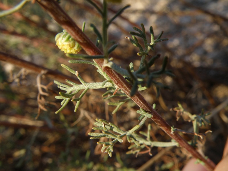 Artemisia alba