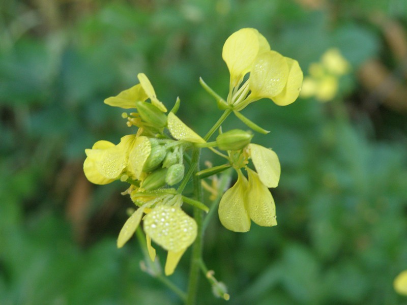 Sinapis alba / Senape bianca