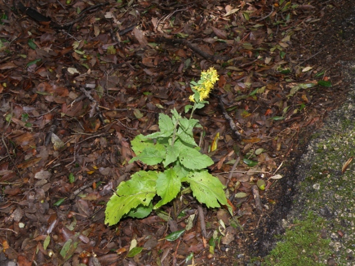 Solidago virgaurea