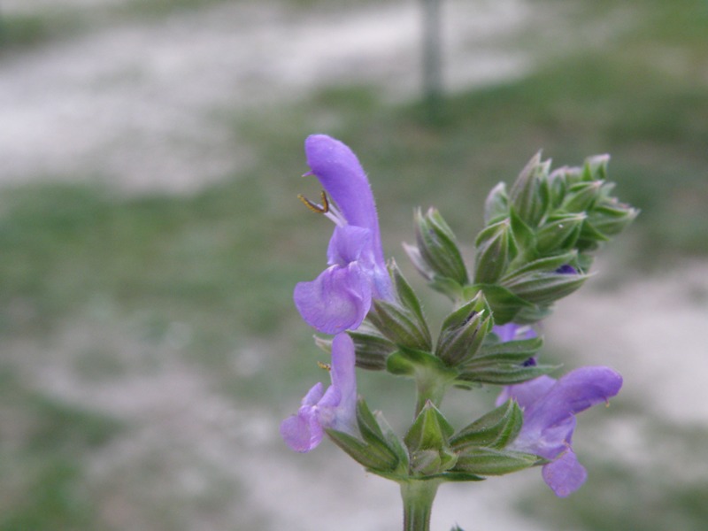 Salvia verbenaca