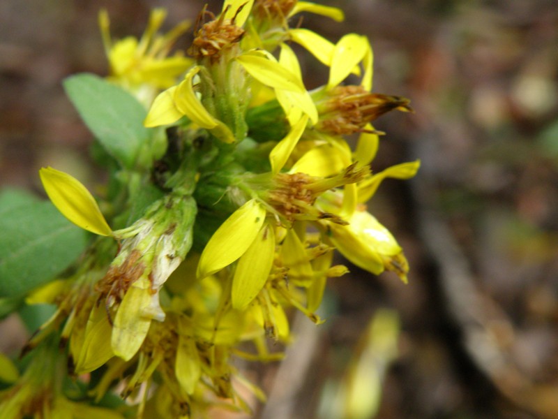 Solidago virgaurea