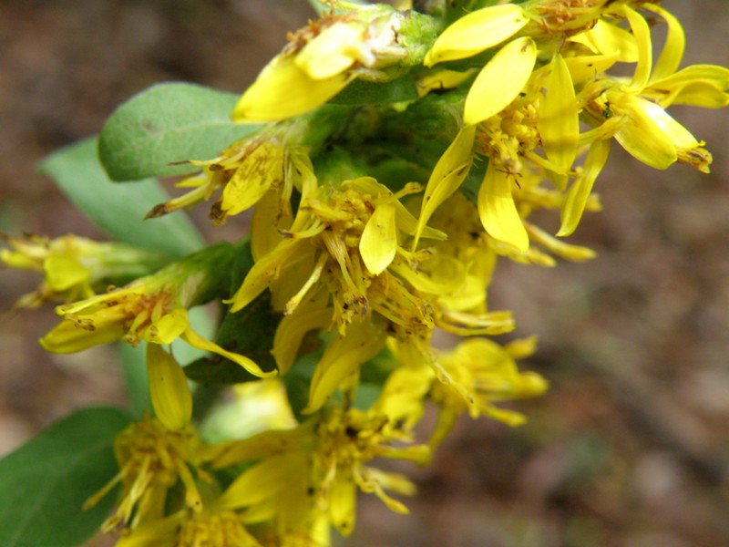 Solidago virgaurea