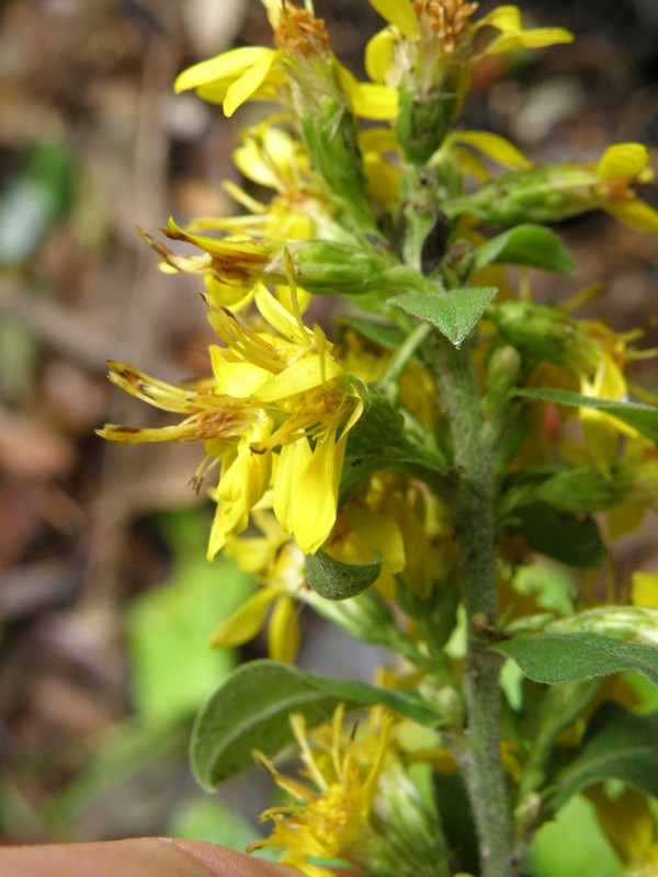 Solidago virgaurea