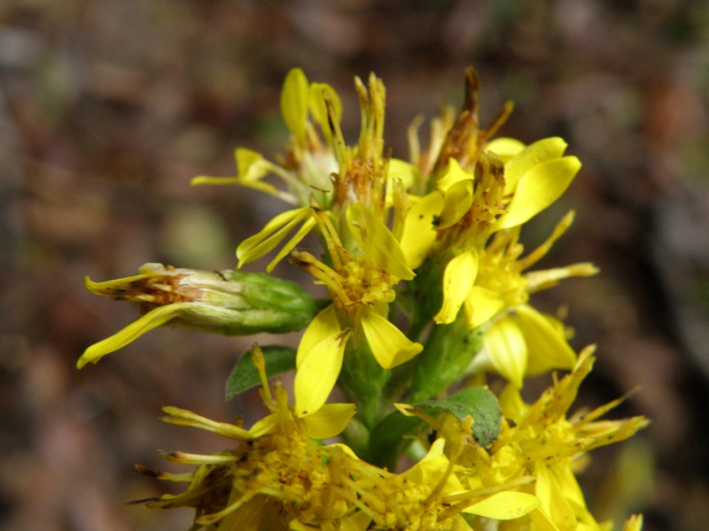 Solidago virgaurea